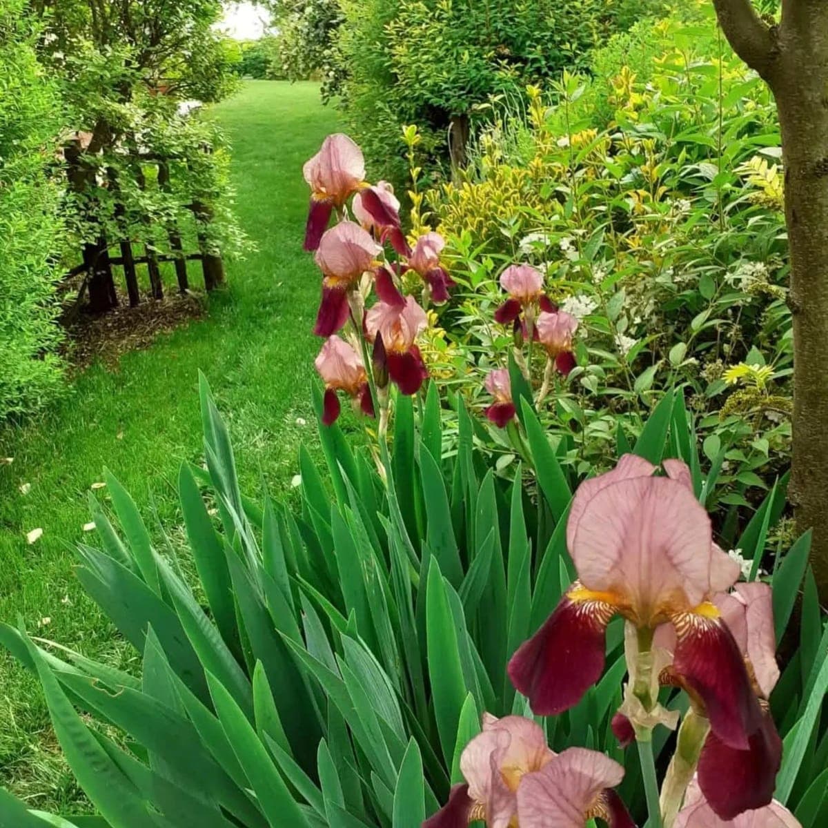 Iris rosa e amaranto in fiore lungo un sentiero d’erba falciata