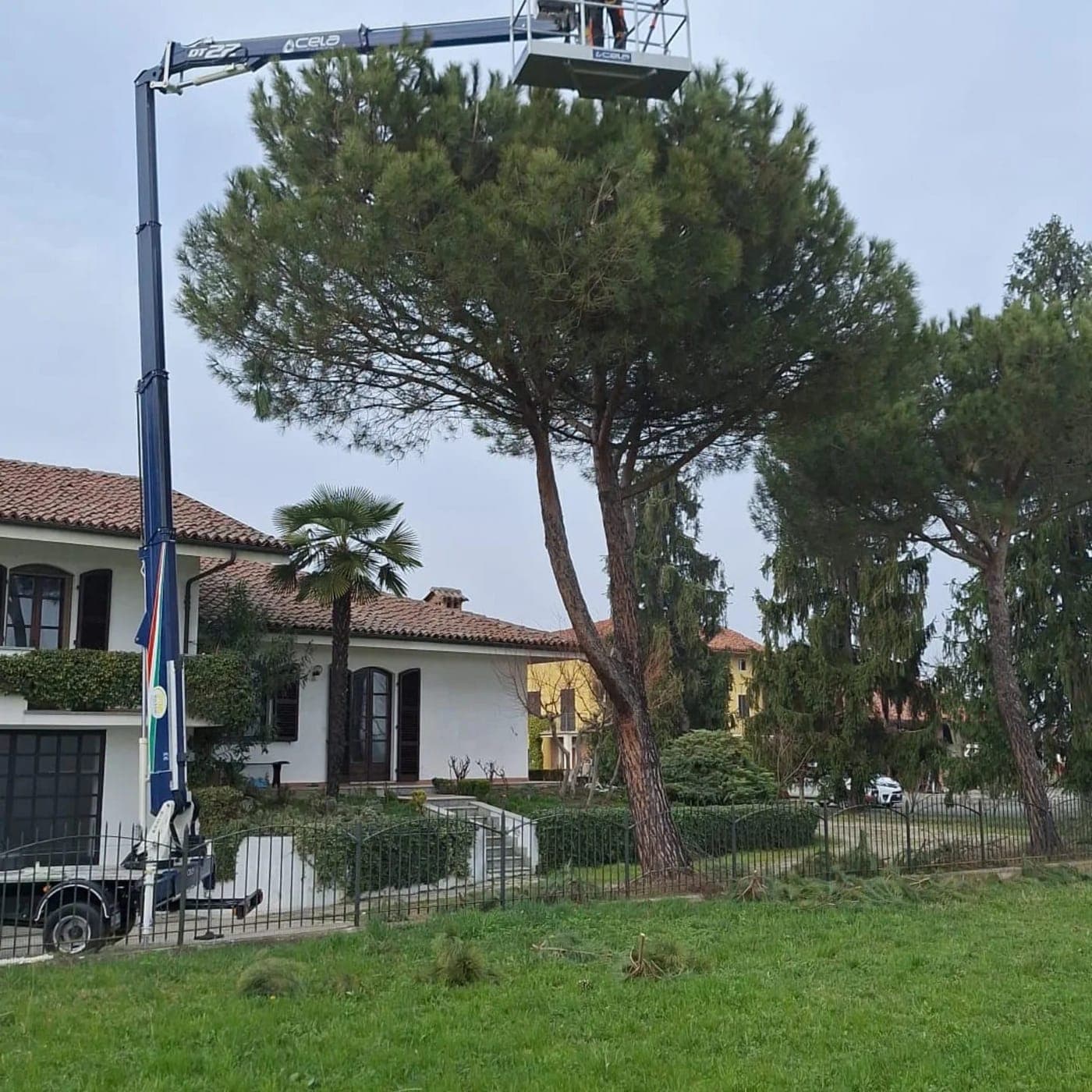 Potatura di un pino domestico da piattaforma aerea, accanto alla casa